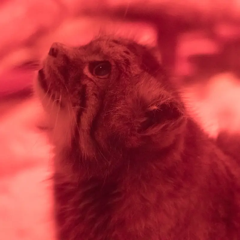 恩賜上野動物園のナイマの写真