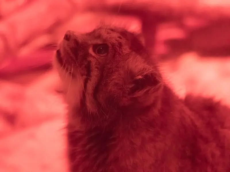 恩賜上野動物園のナイマの写真