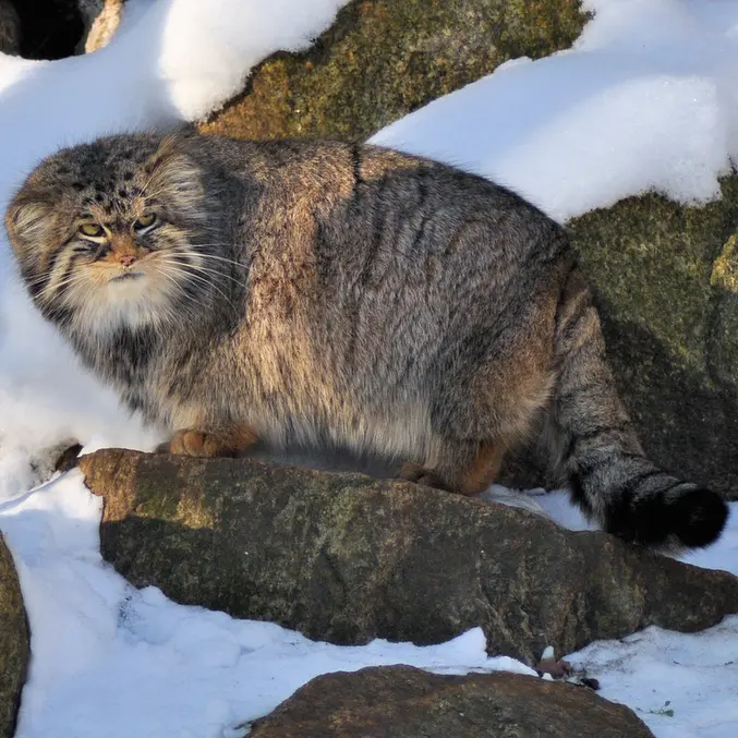 ゲルリッツ動物園のパブの写真
