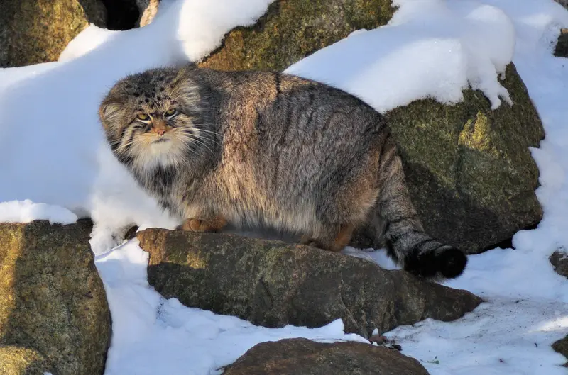 ゲルリッツ動物園のパブの写真