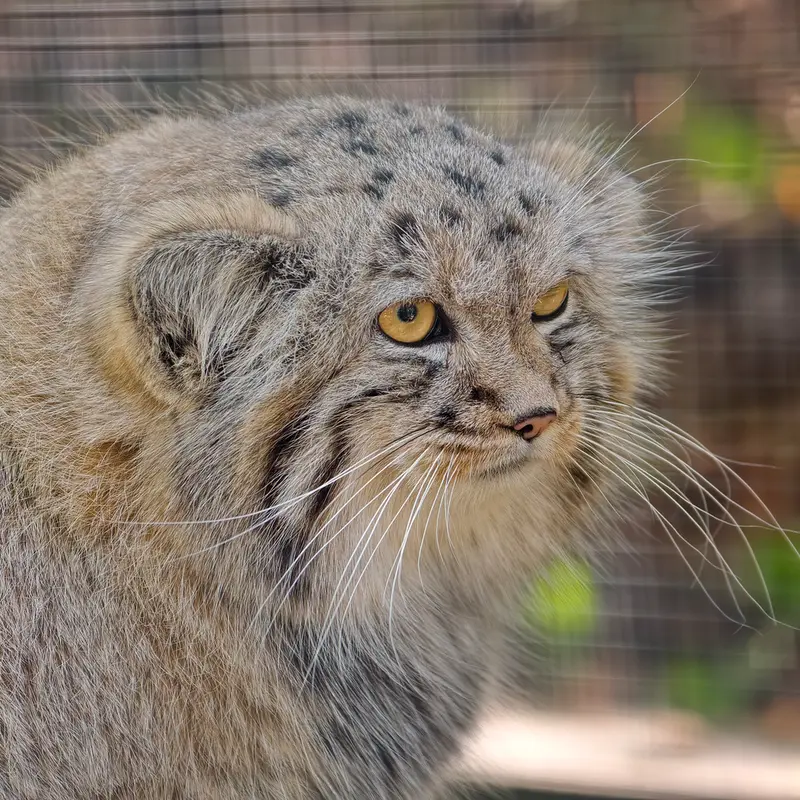 コシツェ動物園のアラニの子（2026年生まれ）Ⅱの写真