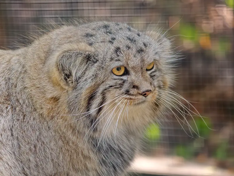 コシツェ動物園のアラニの子（2026年生まれ）Ⅱの写真