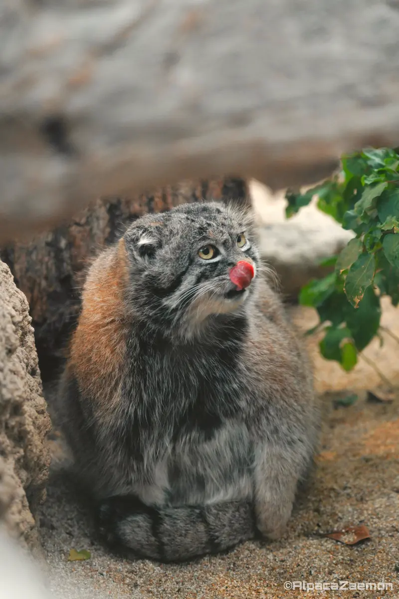 神戸どうぶつ王国のナルの写真