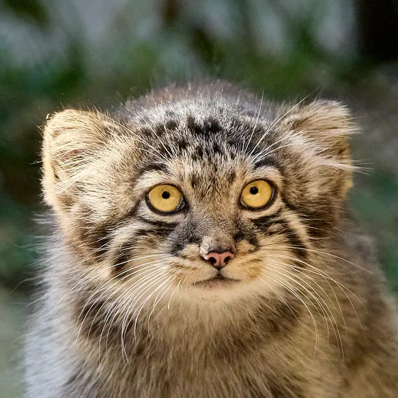 ノヴォシビルスク動物園のマヌルネコのイヴの子（2026年生まれ）Ⅲ