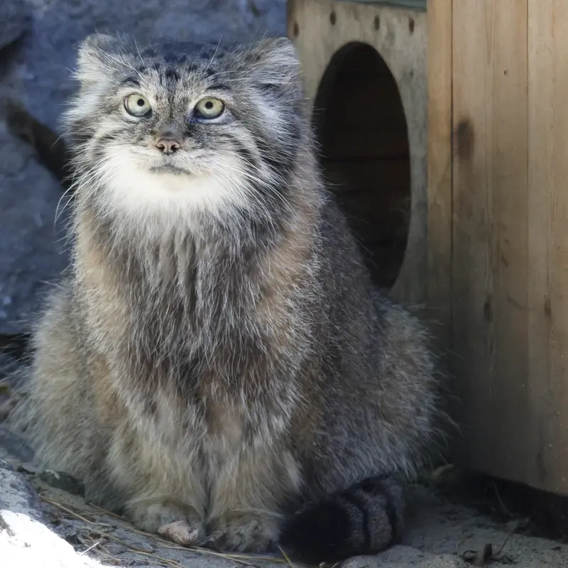 ノヴォシビルスク動物園のラストチカの写真