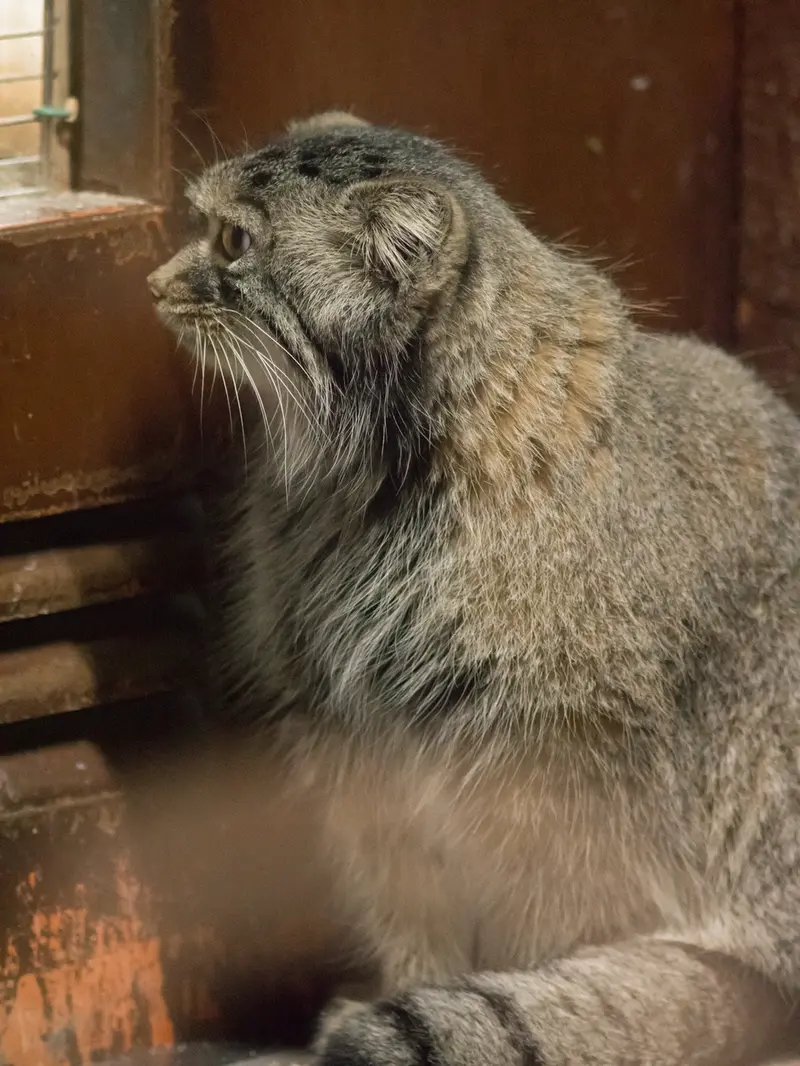 恩賜上野動物園のサフランの写真