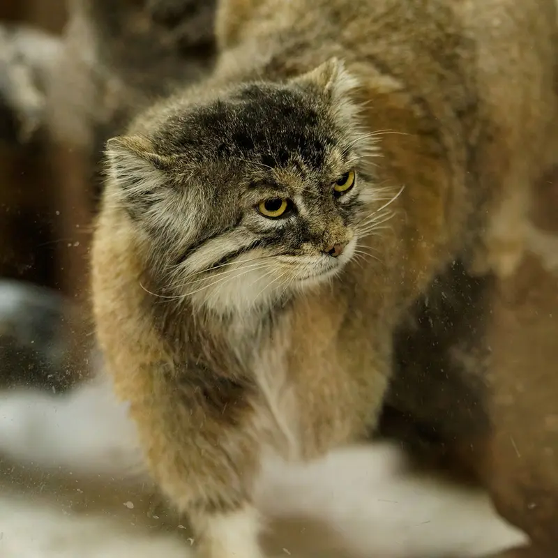 恩賜上野動物園のプリームラの写真