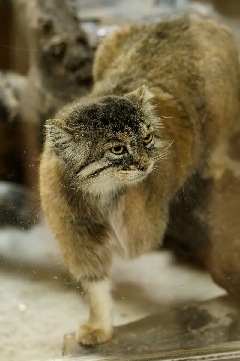 恩賜上野動物園のプリームラの写真