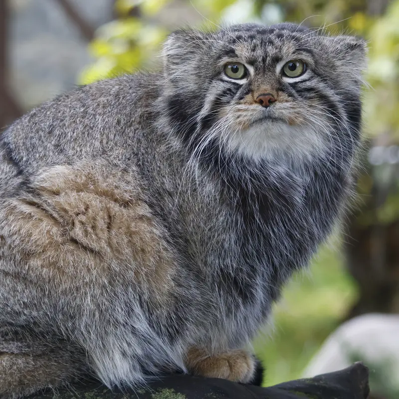 モスクワ動物園のティモフェイの写真
