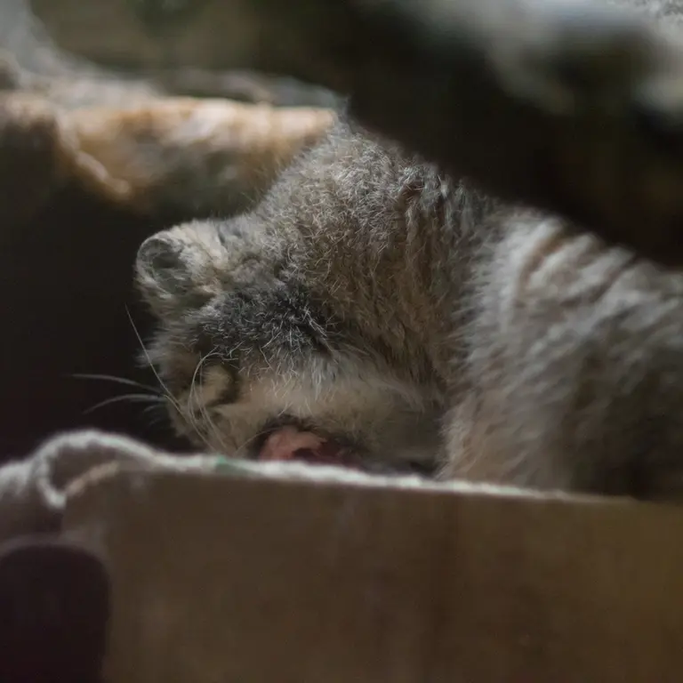 恩賜上野動物園のプリームラの写真