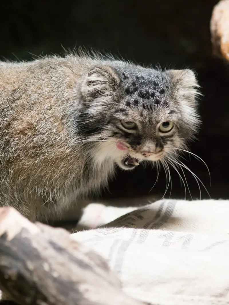 恩賜上野動物園のサフランの写真