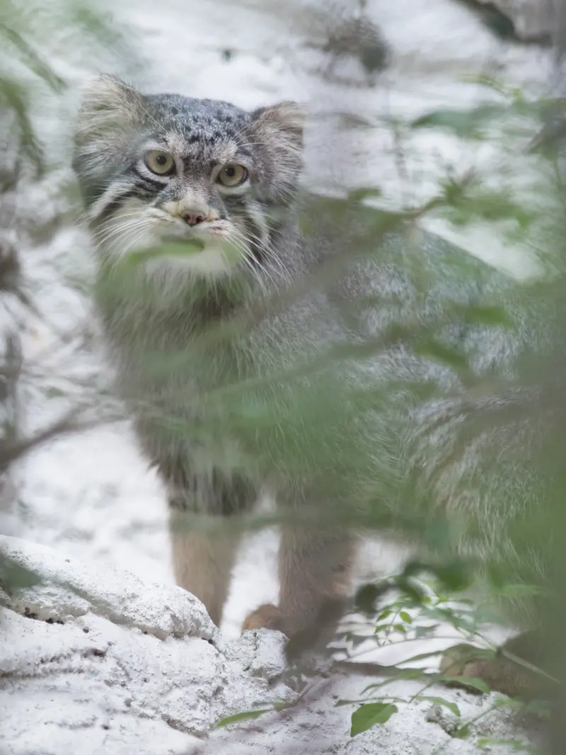 野毛山動物園のフィーガの写真