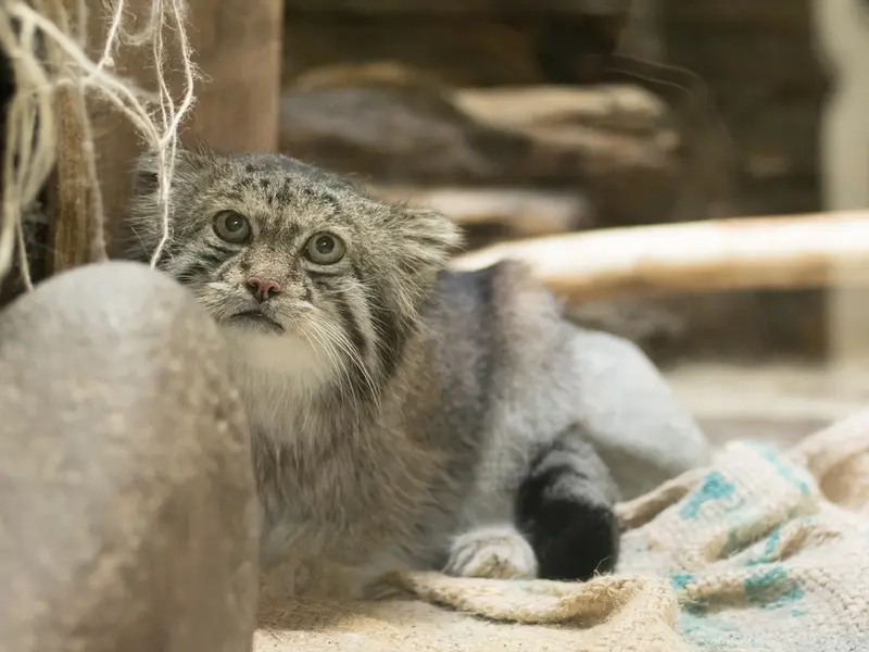恩賜上野動物園のクリョンの写真