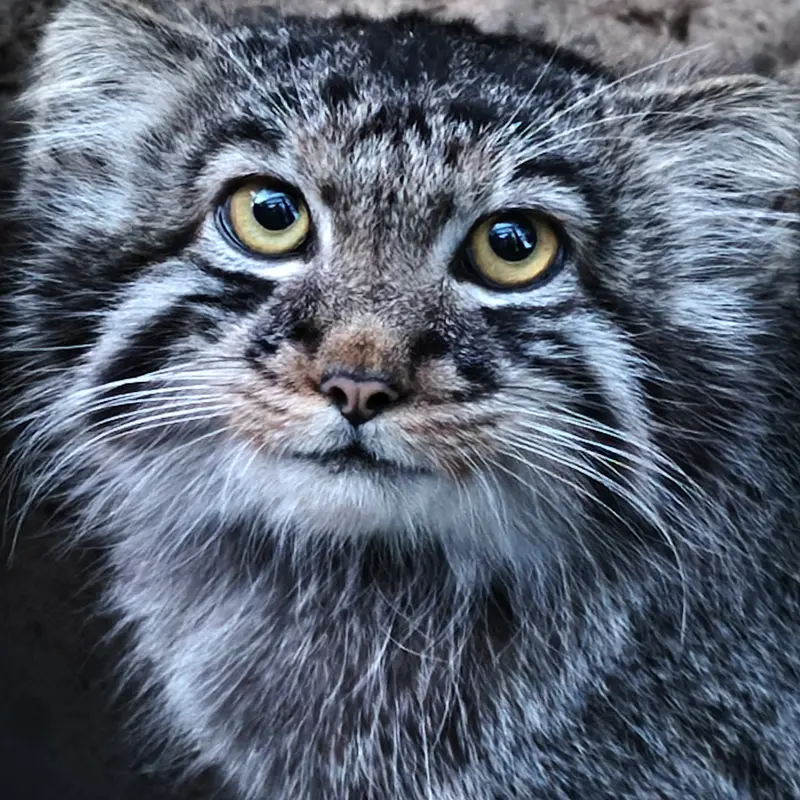 ノヴォシビルスク動物園のイヴの子（2026年生まれ）Ⅲの写真