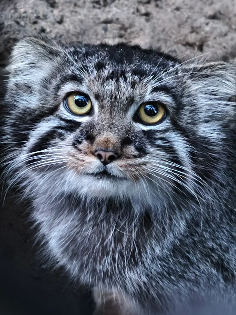 ノヴォシビルスク動物園のマヌルネコの写真