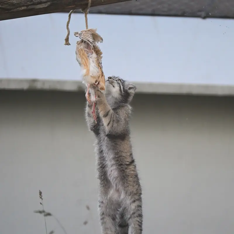 コルケアサーリ動物園のステンの写真