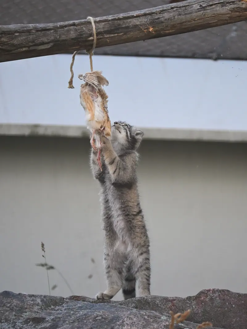 コルケアサーリ動物園のステンの写真