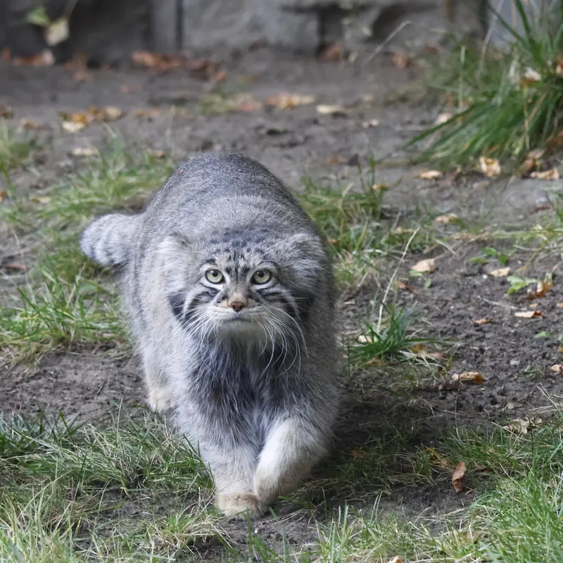 モスクワ動物園のティモフェイの写真