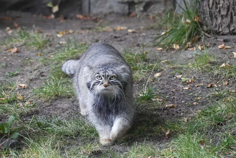 モスクワ動物園のティモフェイの写真