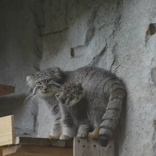 モスクワ動物園のヴァルヴァラとダーライの写真