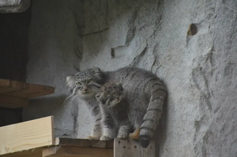 モスクワ動物園のヴァルヴァラとダーライの写真