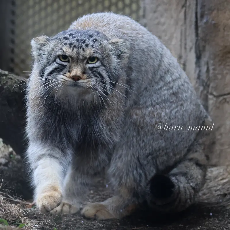 那須どうぶつ王国のナゴムの写真