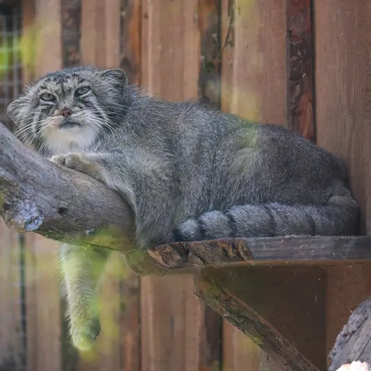 タリン動物園のアルタニの写真