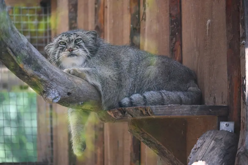 タリン動物園のアルタニの写真