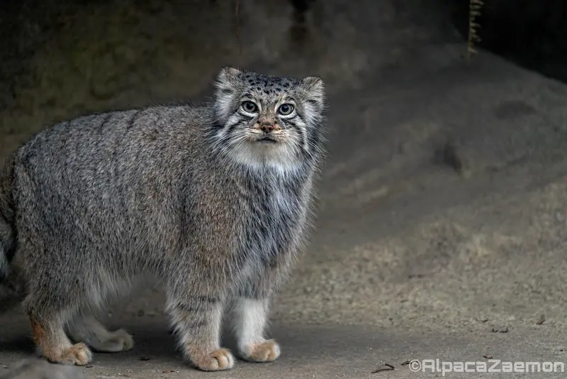 神戸どうぶつ王国のアズの写真