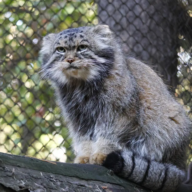 ノヴォシビルスク動物園のジョージの写真