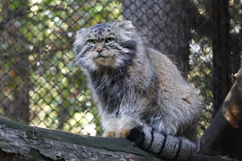 ノヴォシビルスク動物園のジョージの写真