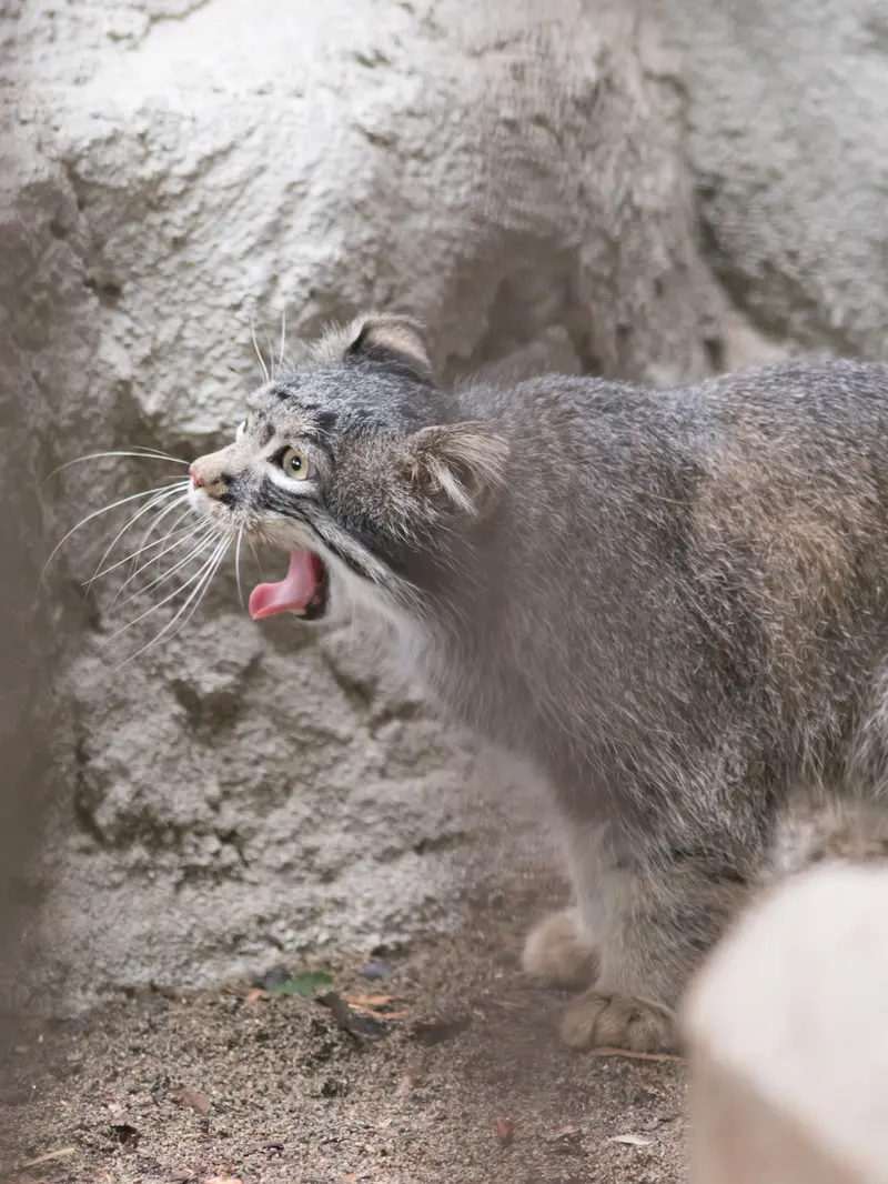 野毛山動物園のフィーガの写真