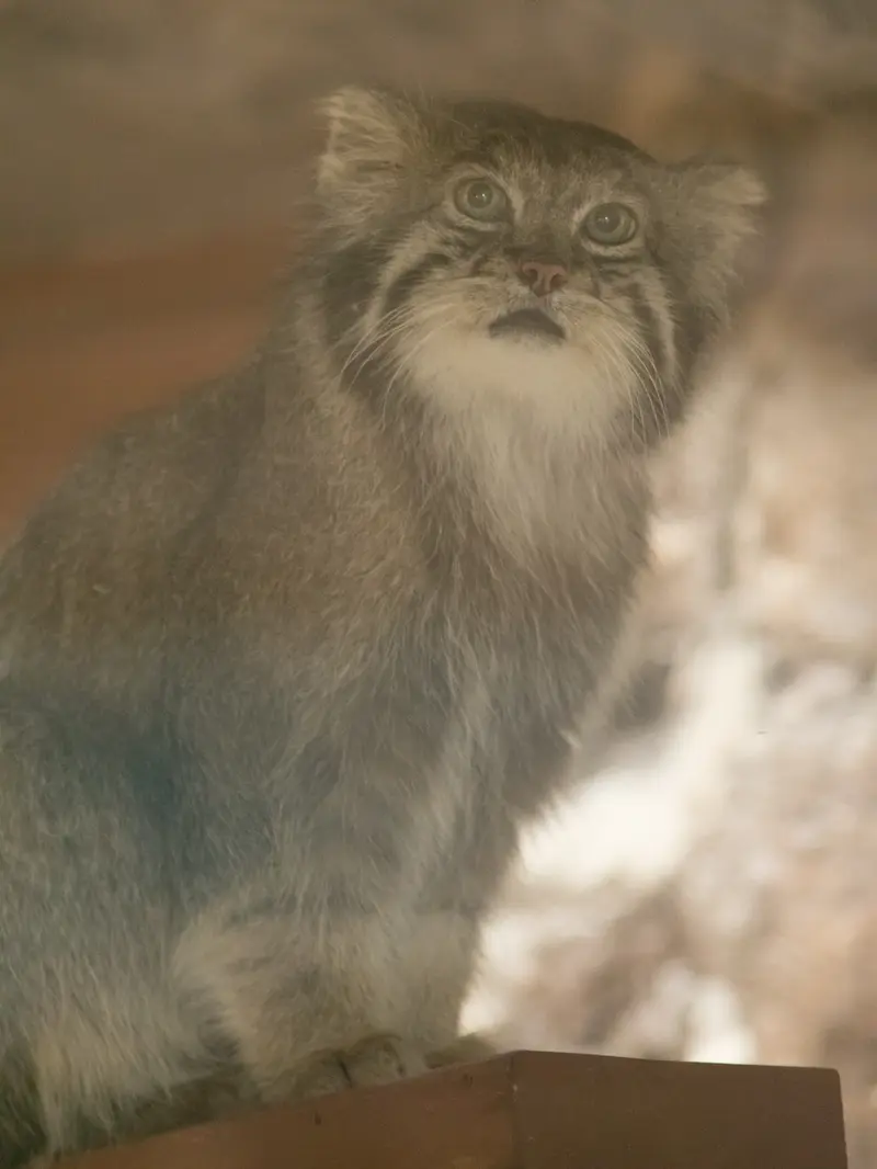 恩賜上野動物園のクリョンの写真