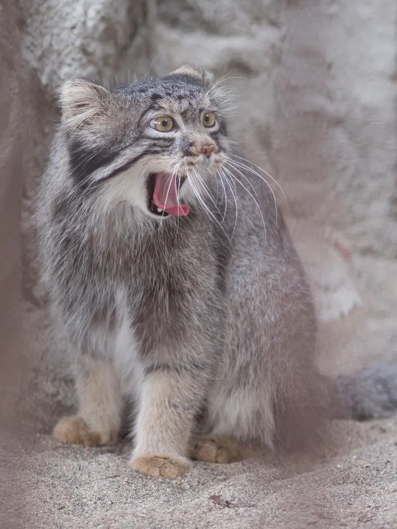 野毛山動物園のフィーガの写真