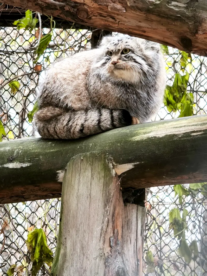 ノヴォシビルスク動物園のルフの写真