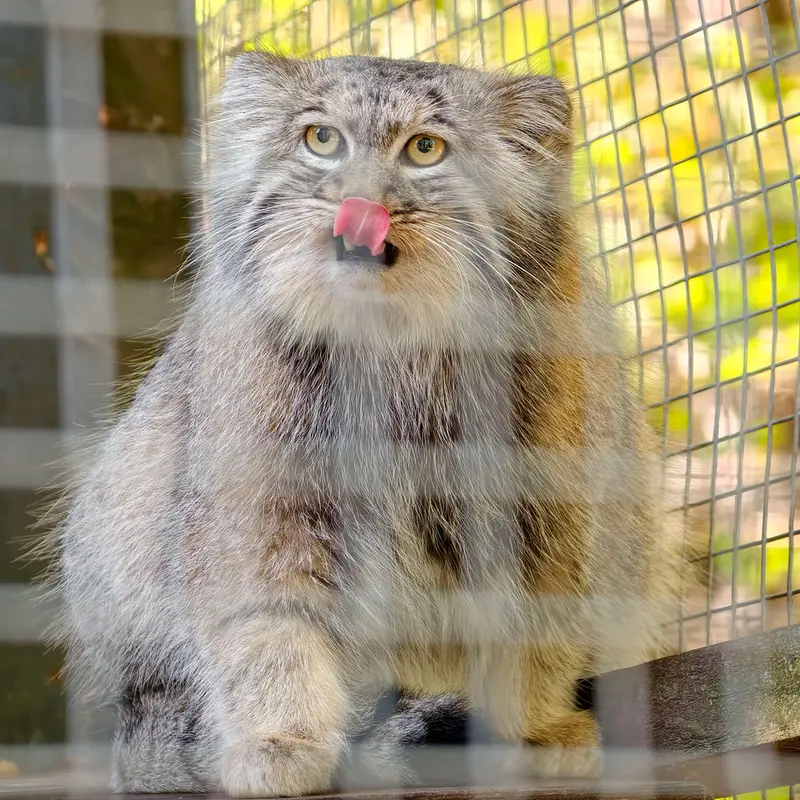 コシツェ動物園のアイセンの写真