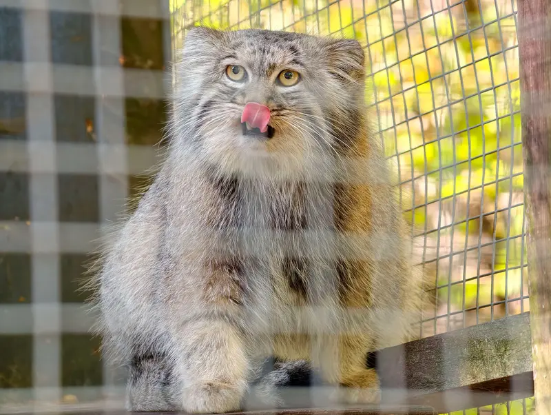 コシツェ動物園のアイセンの写真