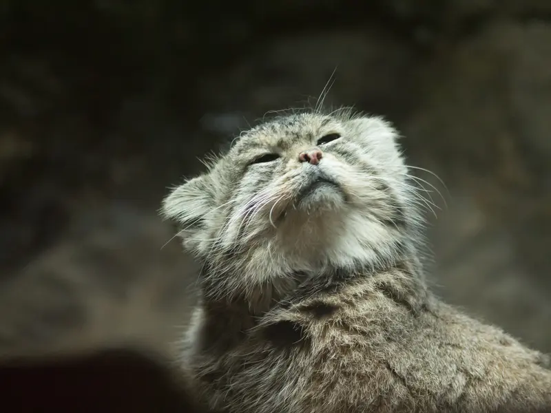恩賜上野動物園のプリームラの写真