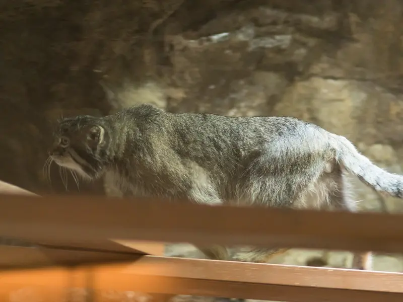 恩賜上野動物園のクリョンの写真