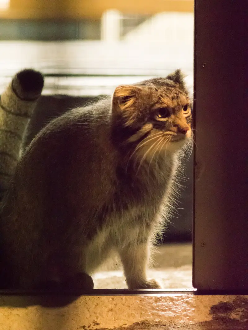 野毛山動物園のフィーガの写真