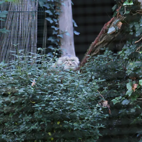 デッサウ動物園のデルスの写真
