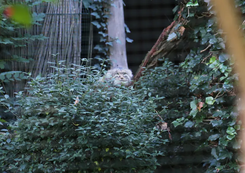 デッサウ動物園のデルスの写真