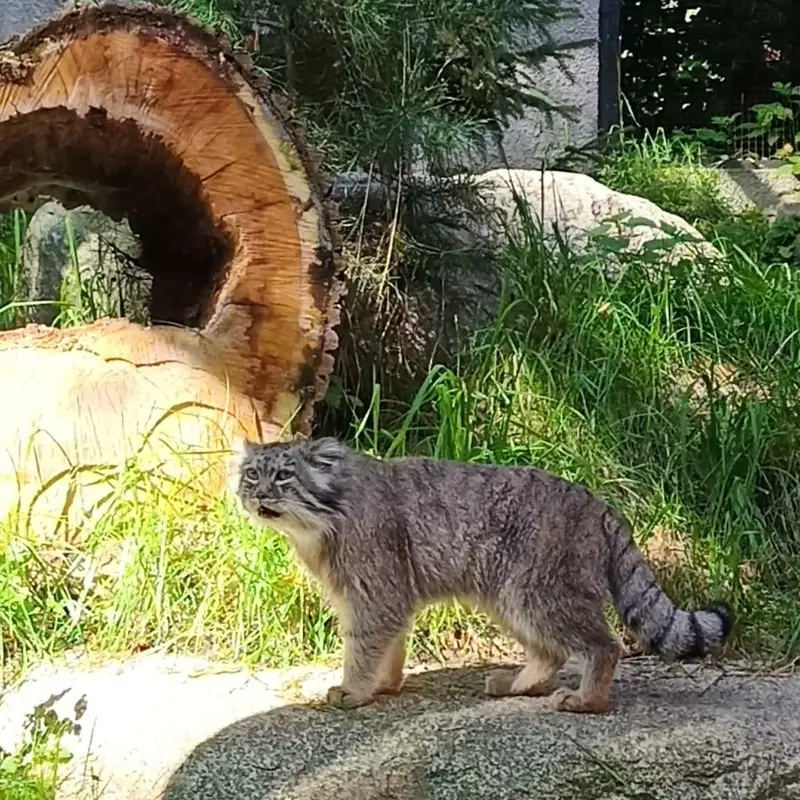 グダニスク動物園のマヌエルの写真