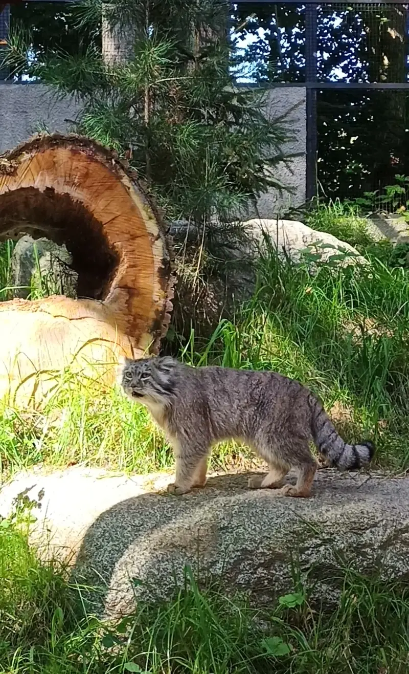 グダニスク動物園のマヌエルの写真