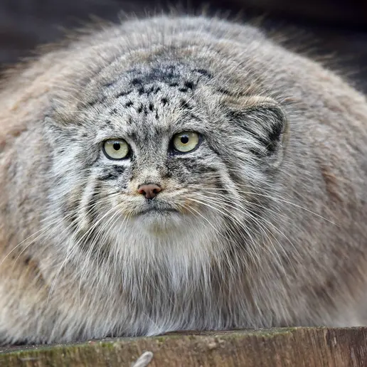 ブルノ動物園のローザの写真