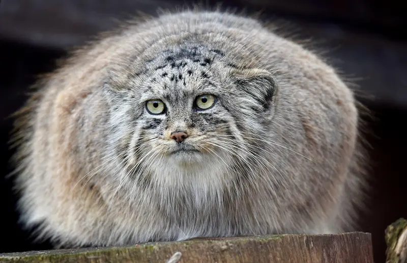 ブルノ動物園のローザの写真
