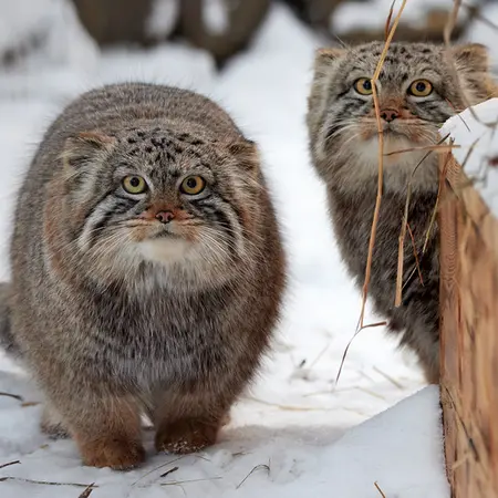 ノヴォシビルスク動物園のボリスとシルヴェスターの写真