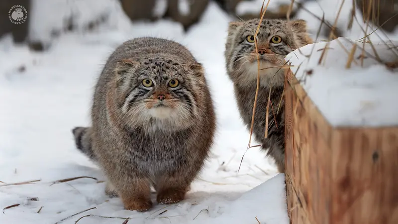 ノヴォシビルスク動物園のボリスとシルヴェスターの写真