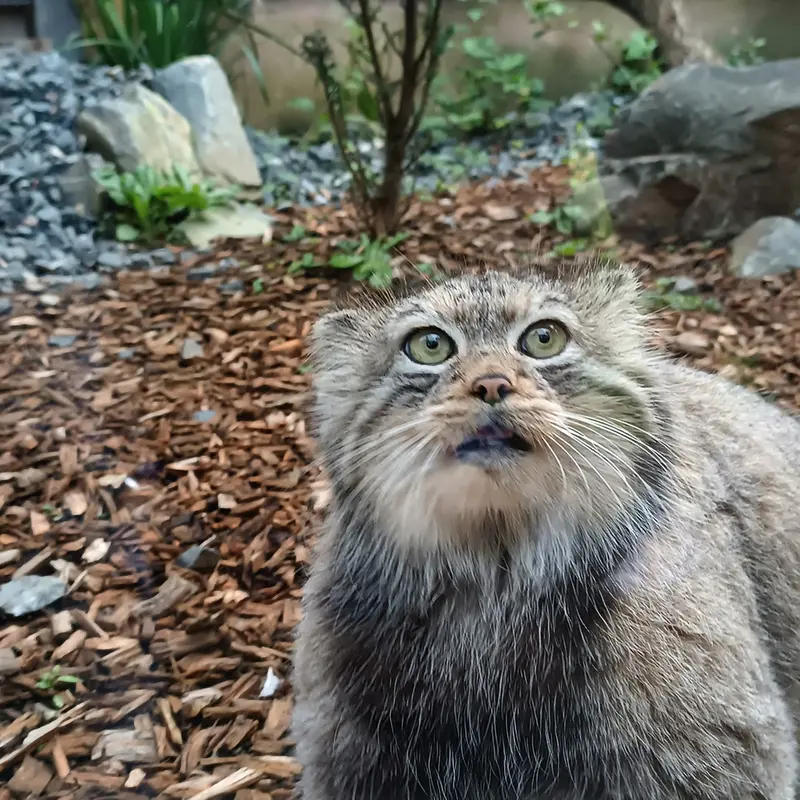 トレゴムール動物園のイフルの写真