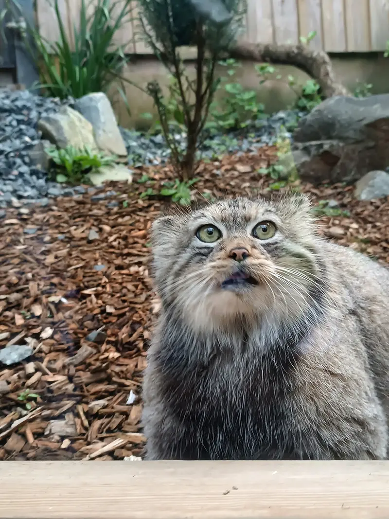 トレゴムール動物園のイフルの写真
